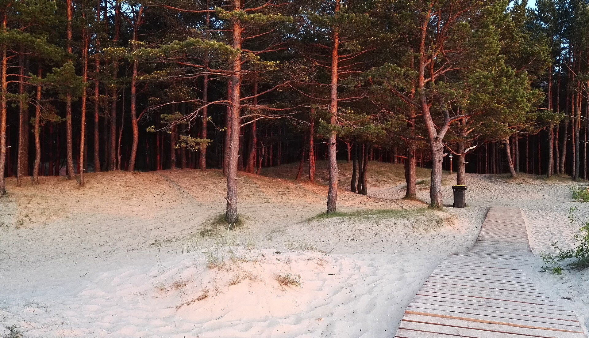 Dünen und Kiefern am Strand von Garciems
