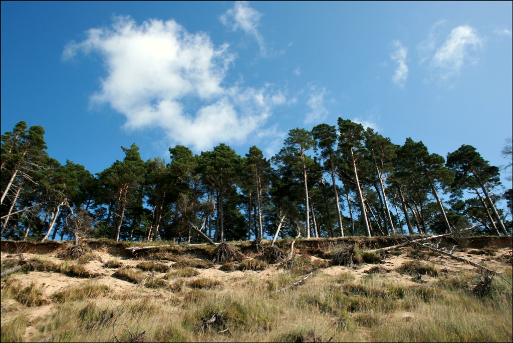 Kiefernwald an der Ostseeküste bei Užava